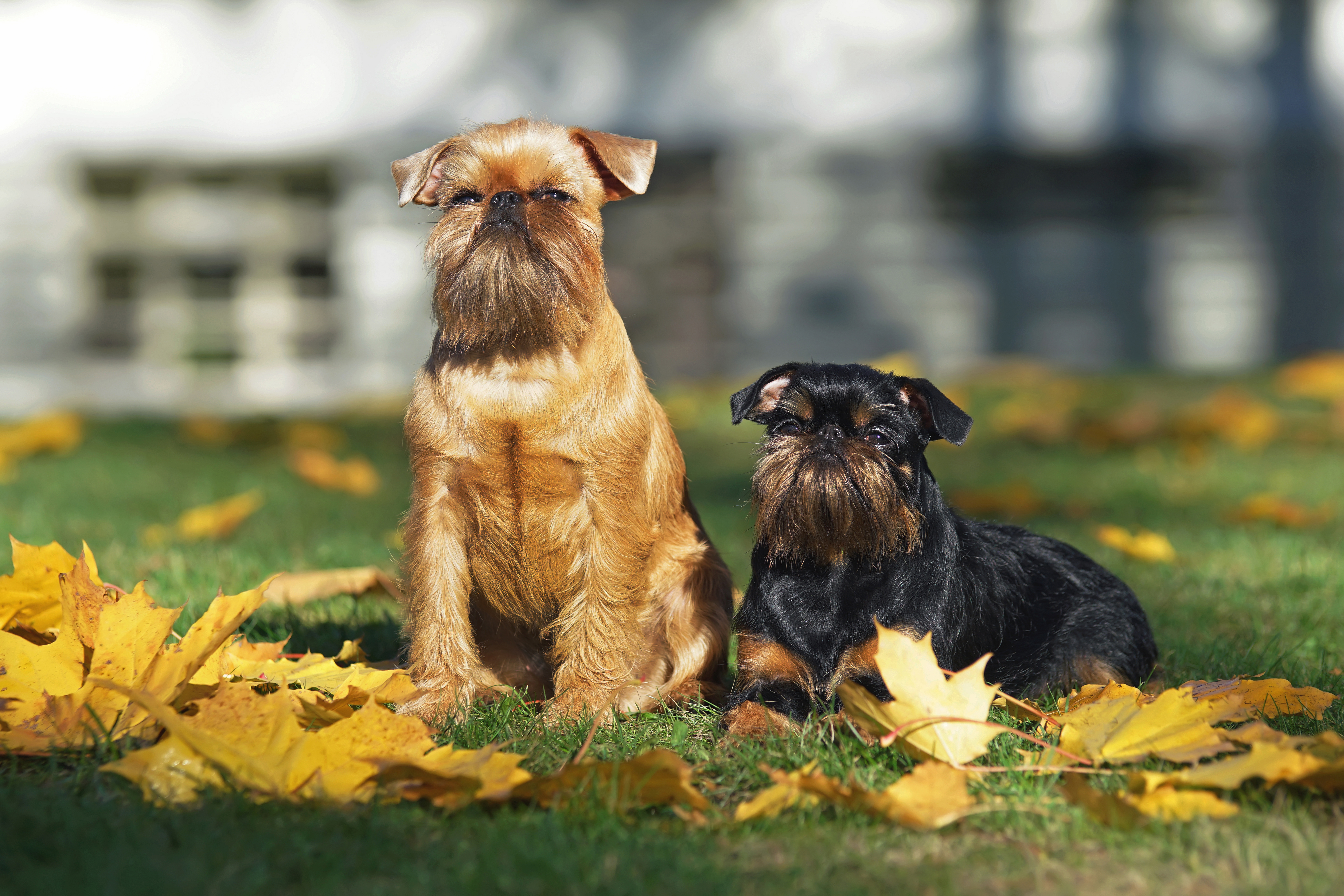 Brussels Griffon, Tennessee Vets