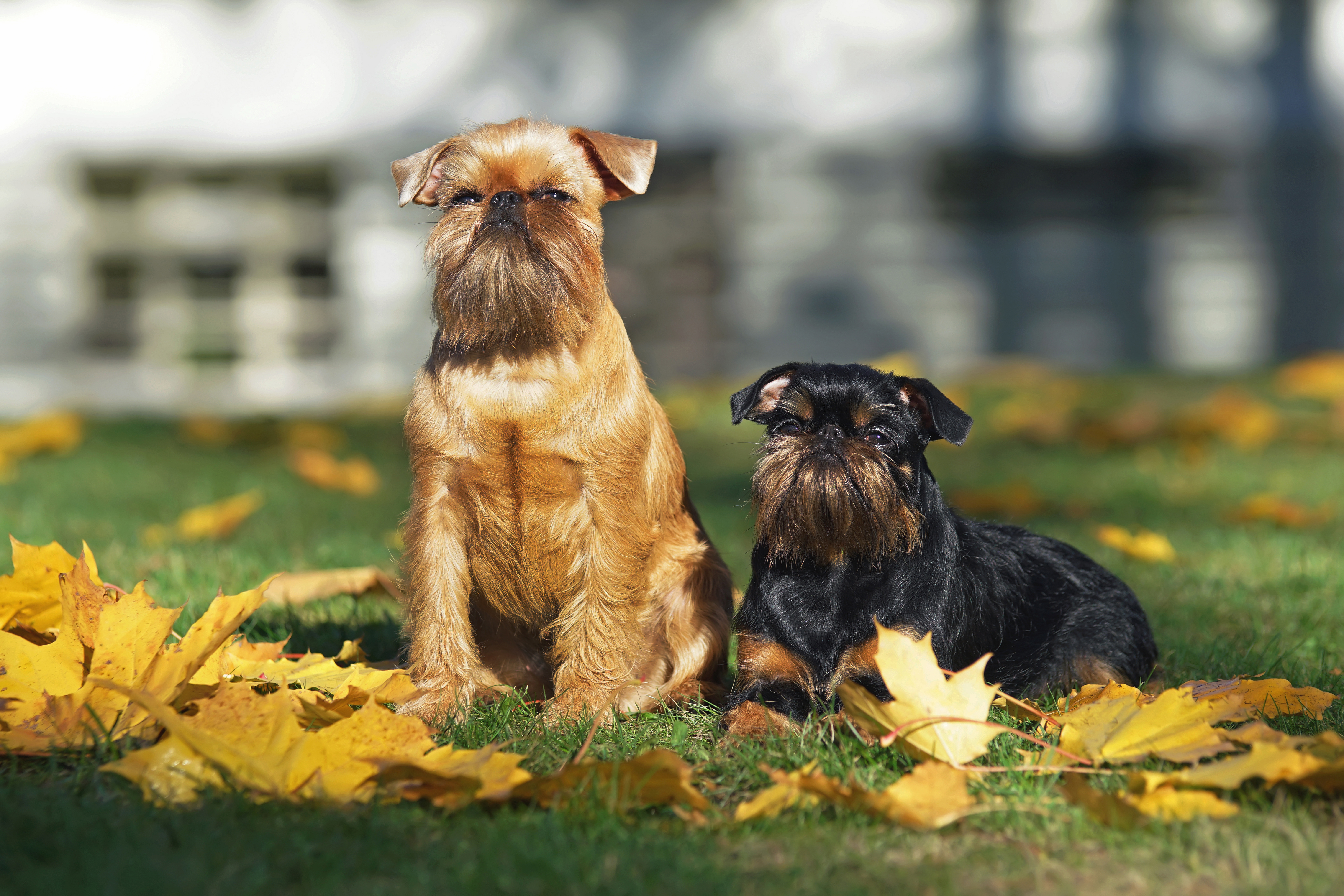 Brussels Griffon, Nashville Vets