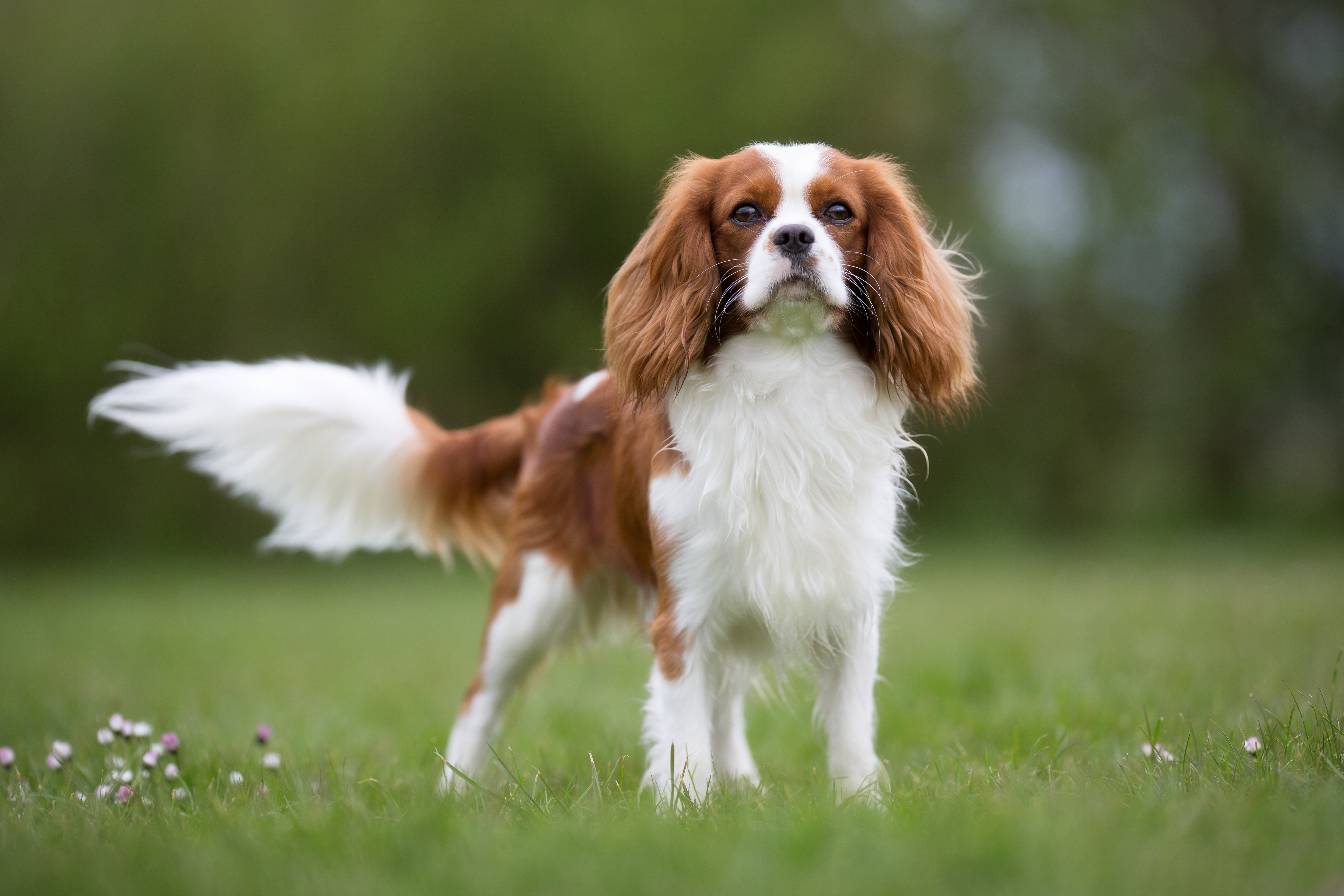 Cavalier King Charles Spaniel, Nashville Vets