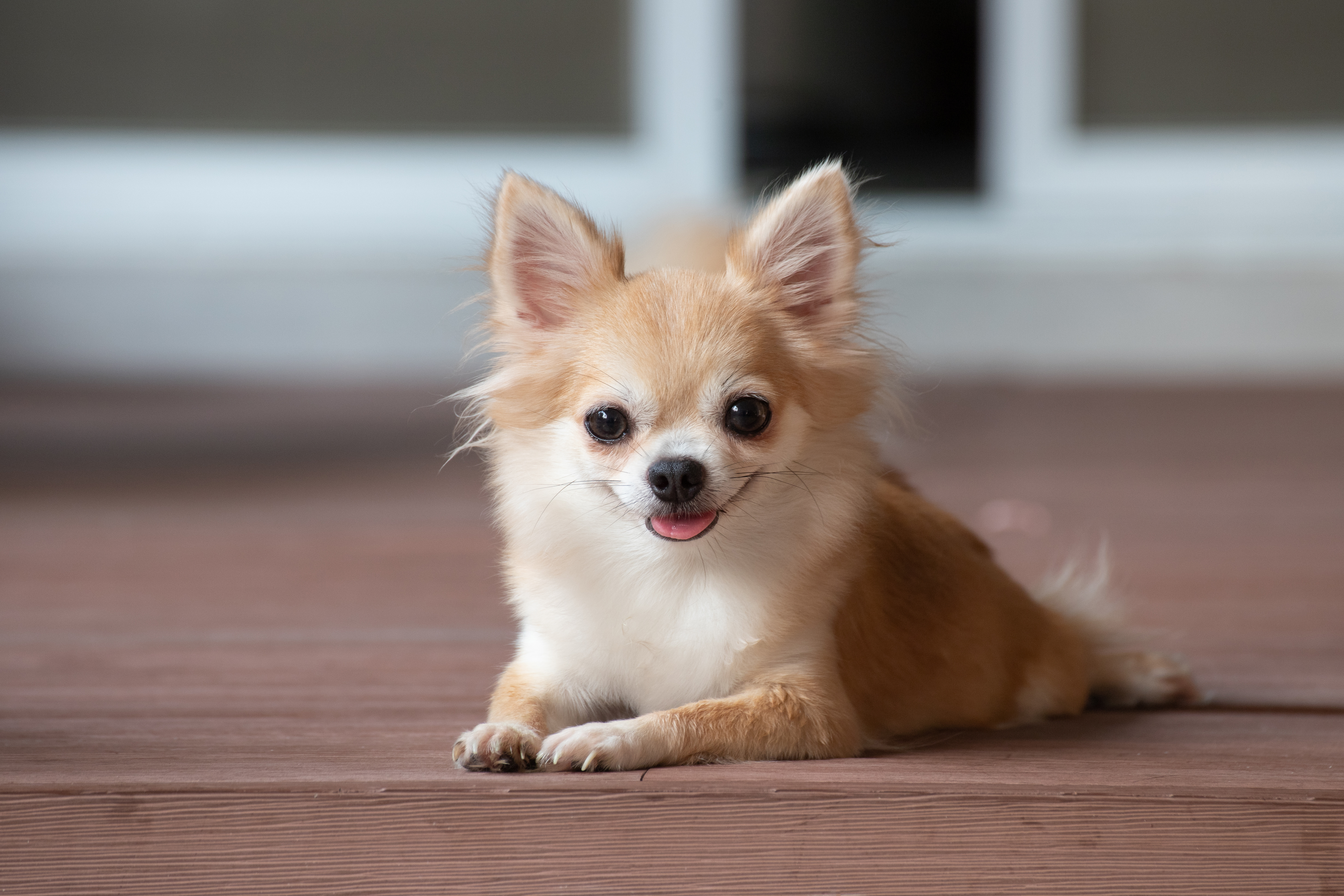 15 of the Smallest Dog Breeds for All Your Petite Pup Needs – PureWow