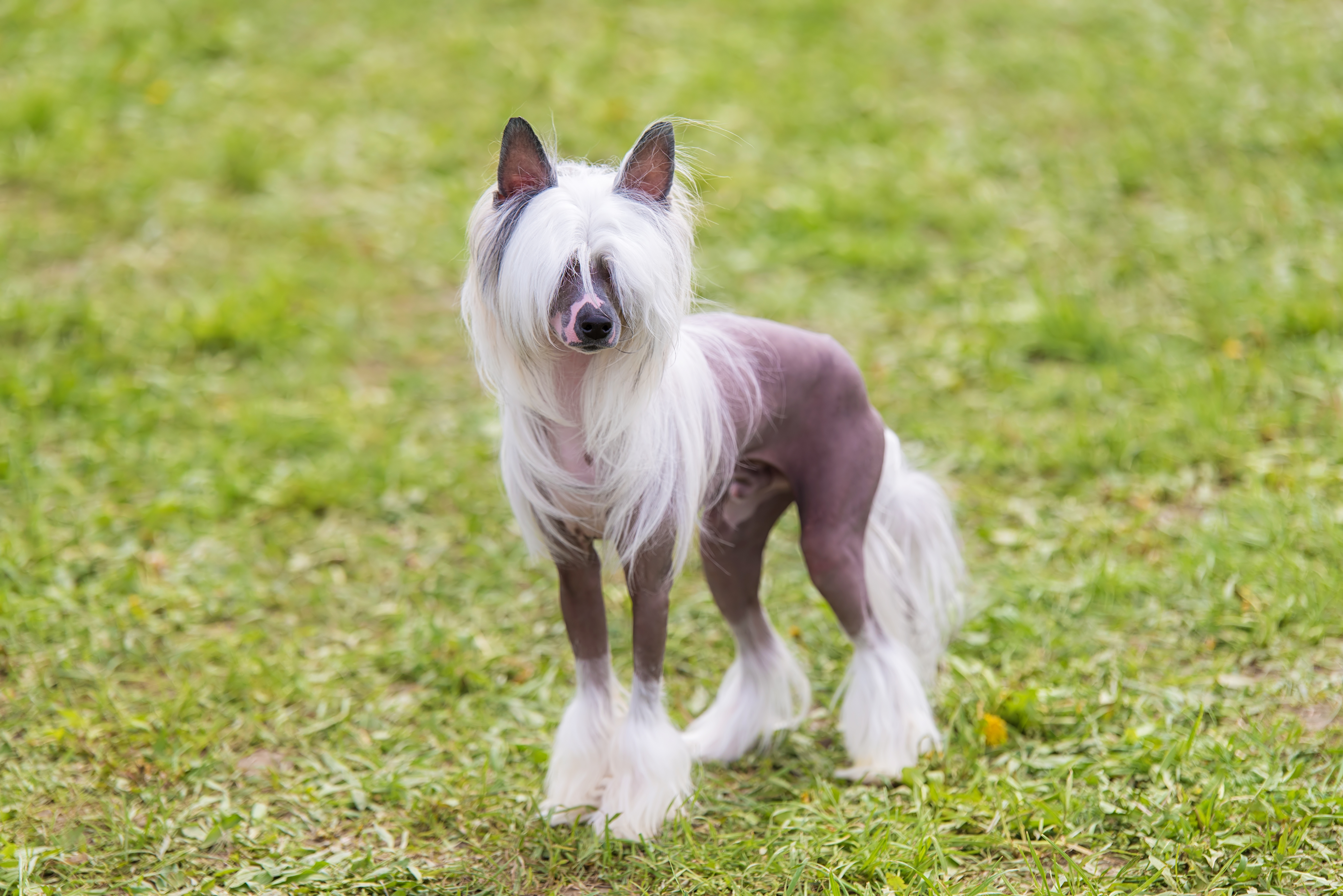 Chinese Crested, Nashville Vets