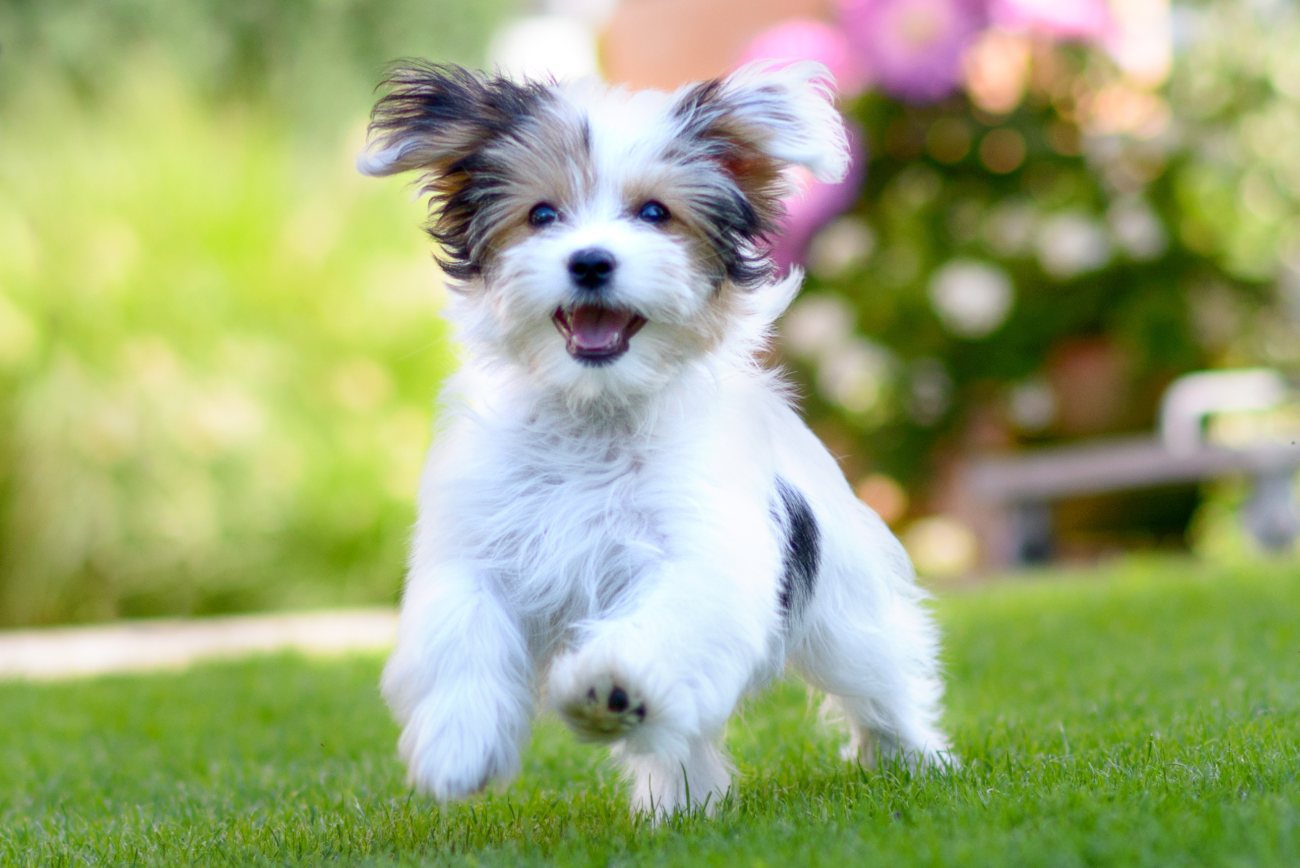 Havanese: The Smallest and Cutest Dog Breed in the World