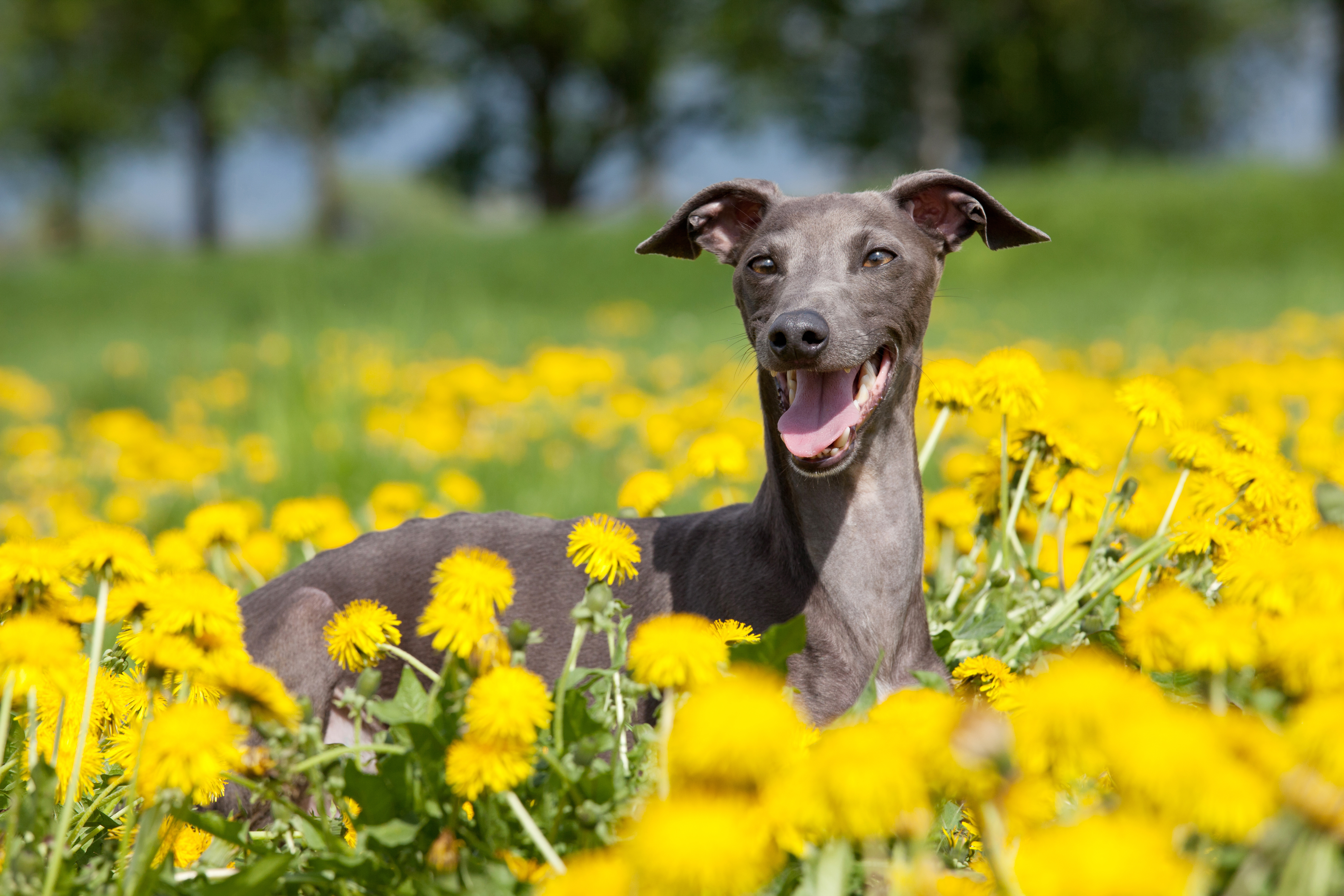 Italian Greyhound, Nashville Vets