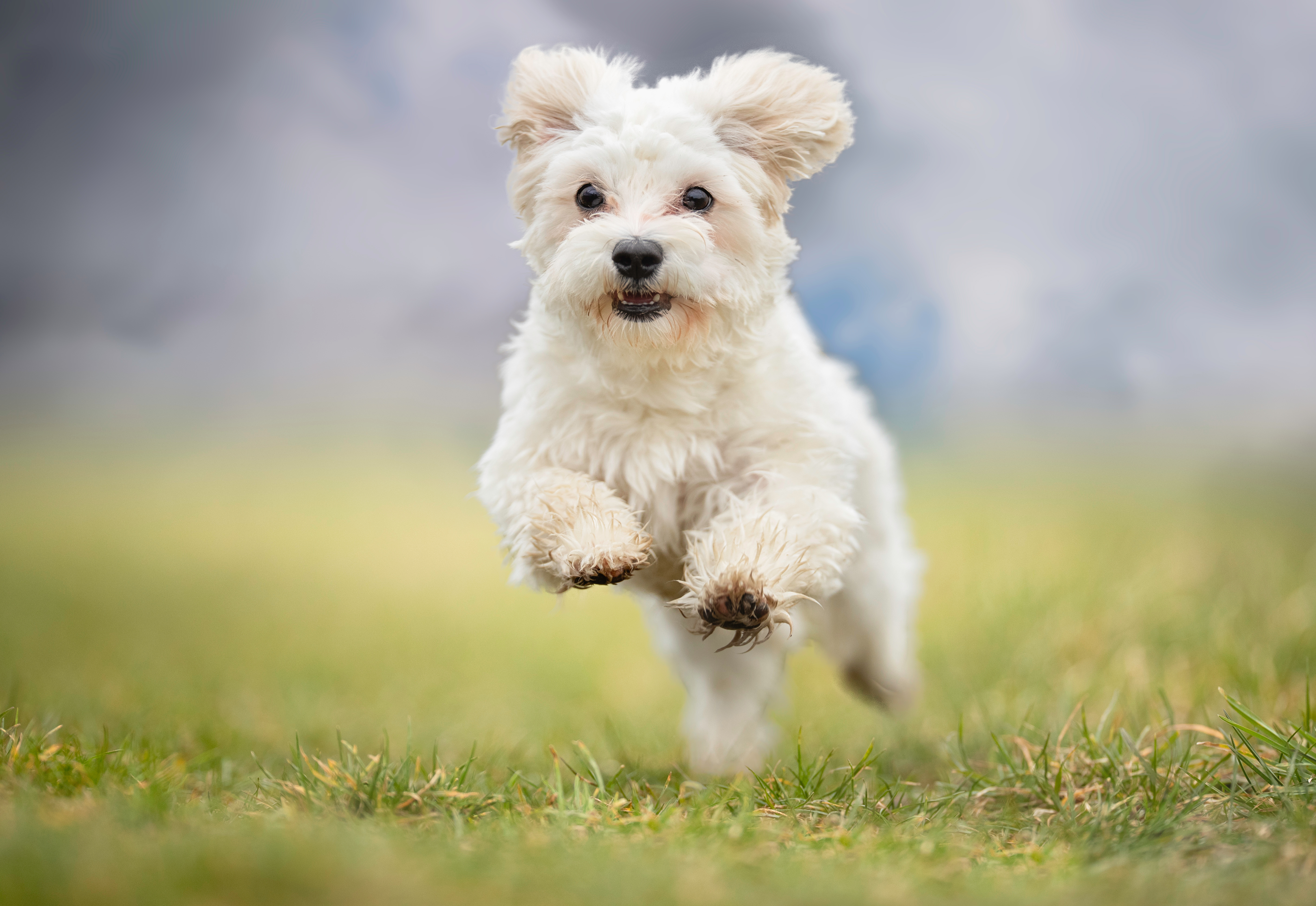 Maltese, Nashville Vets