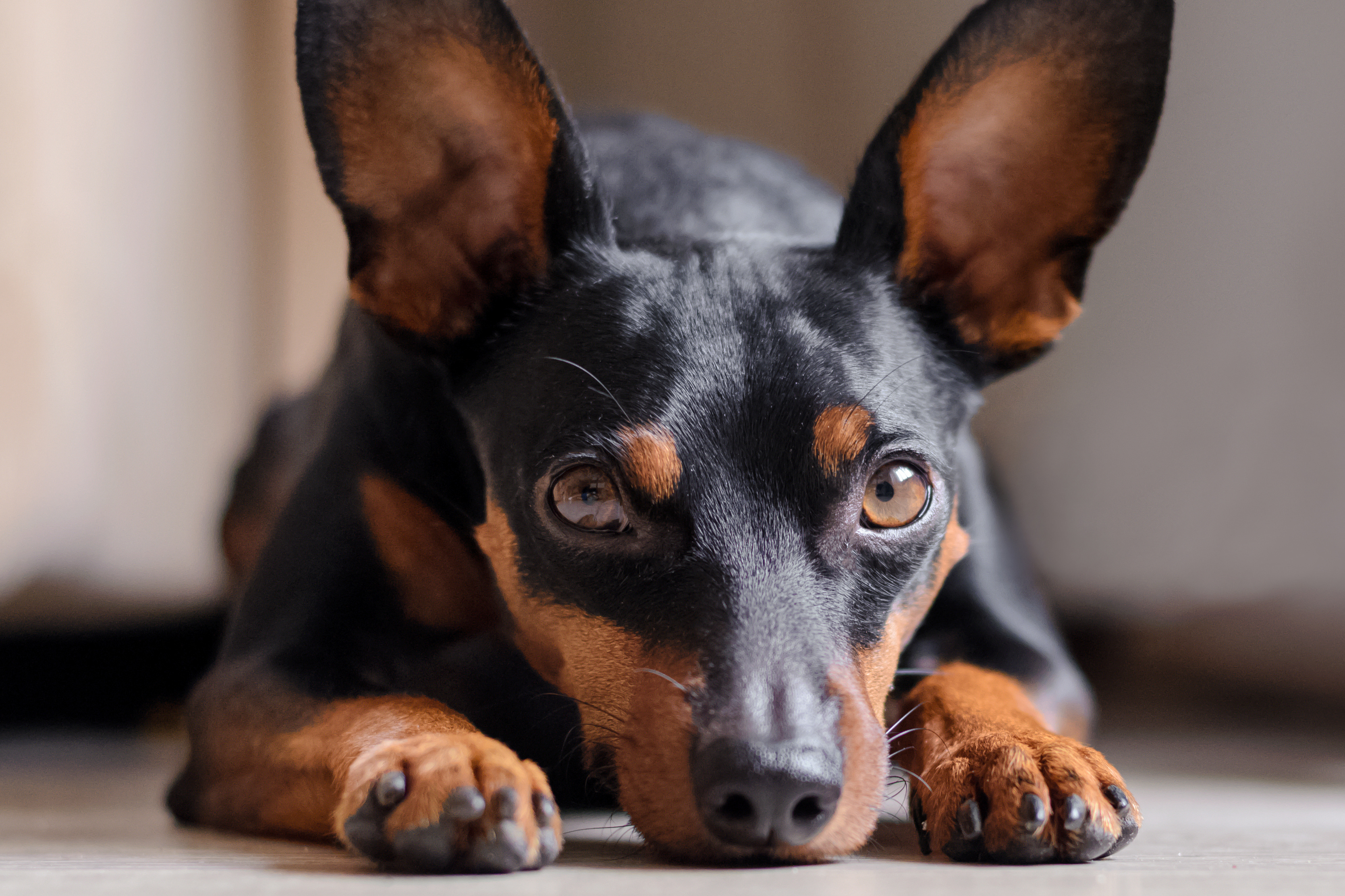 Miniature Pinscher, Nashville Vet