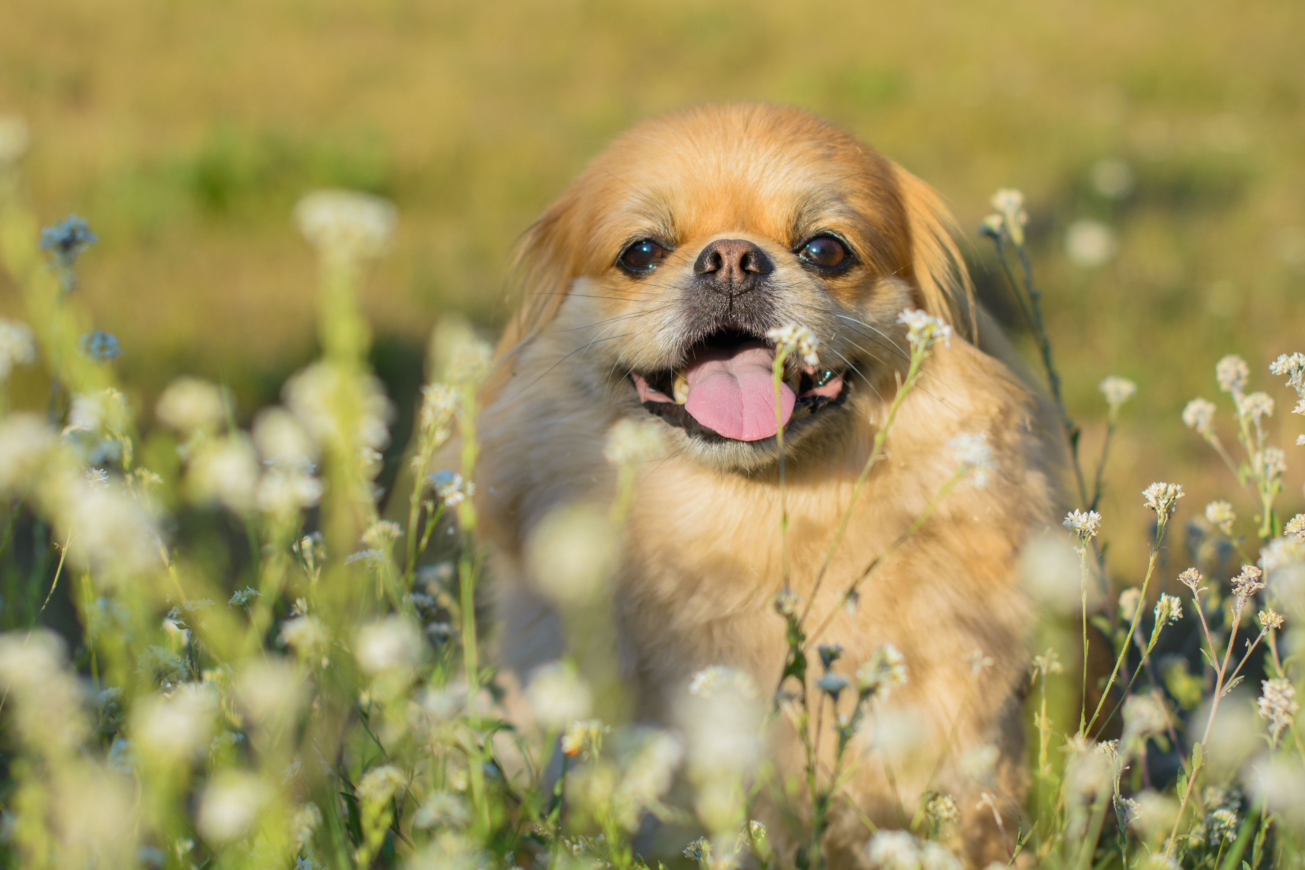 Pekingese, Nashville Vets