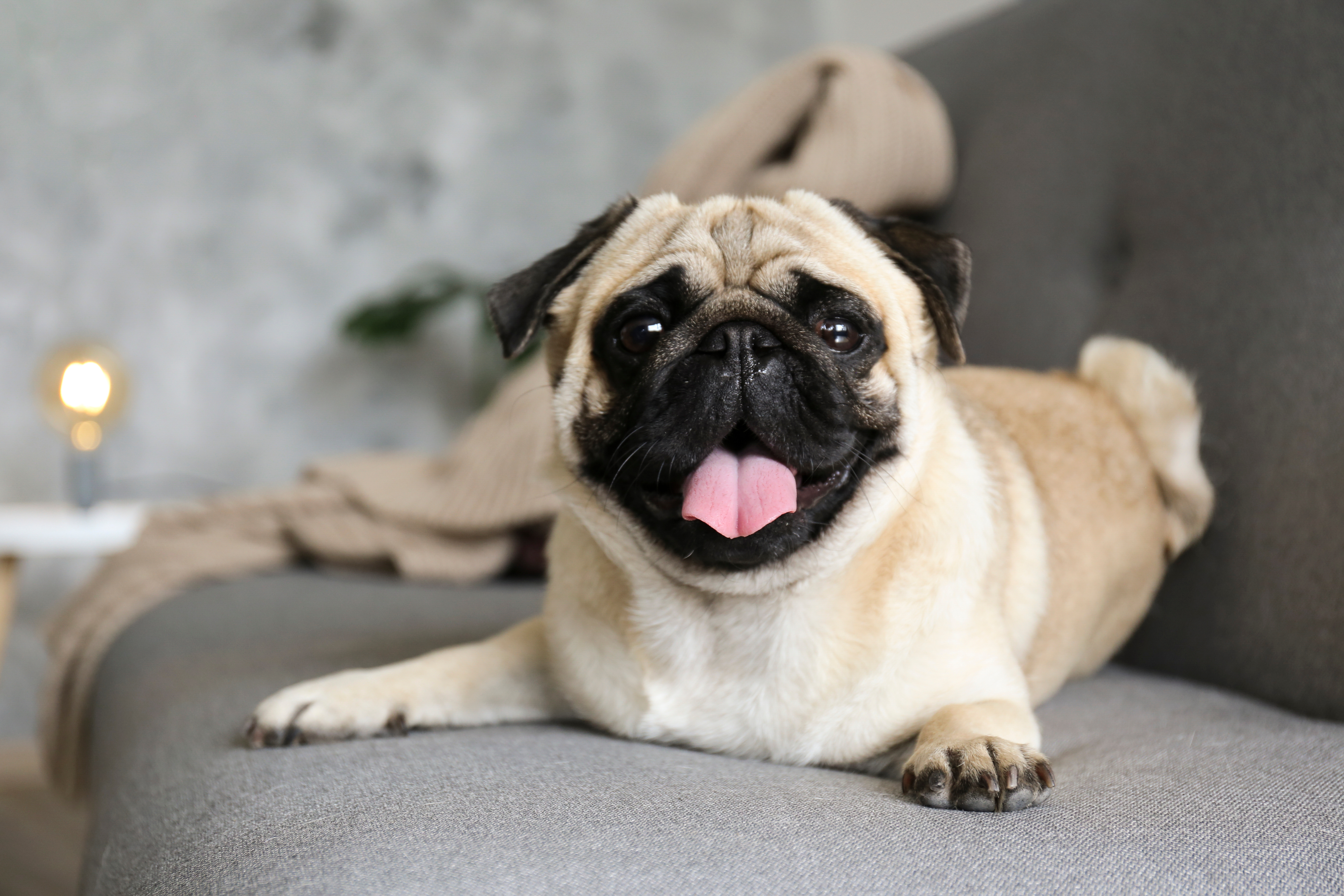 Pugs that stay small 2025