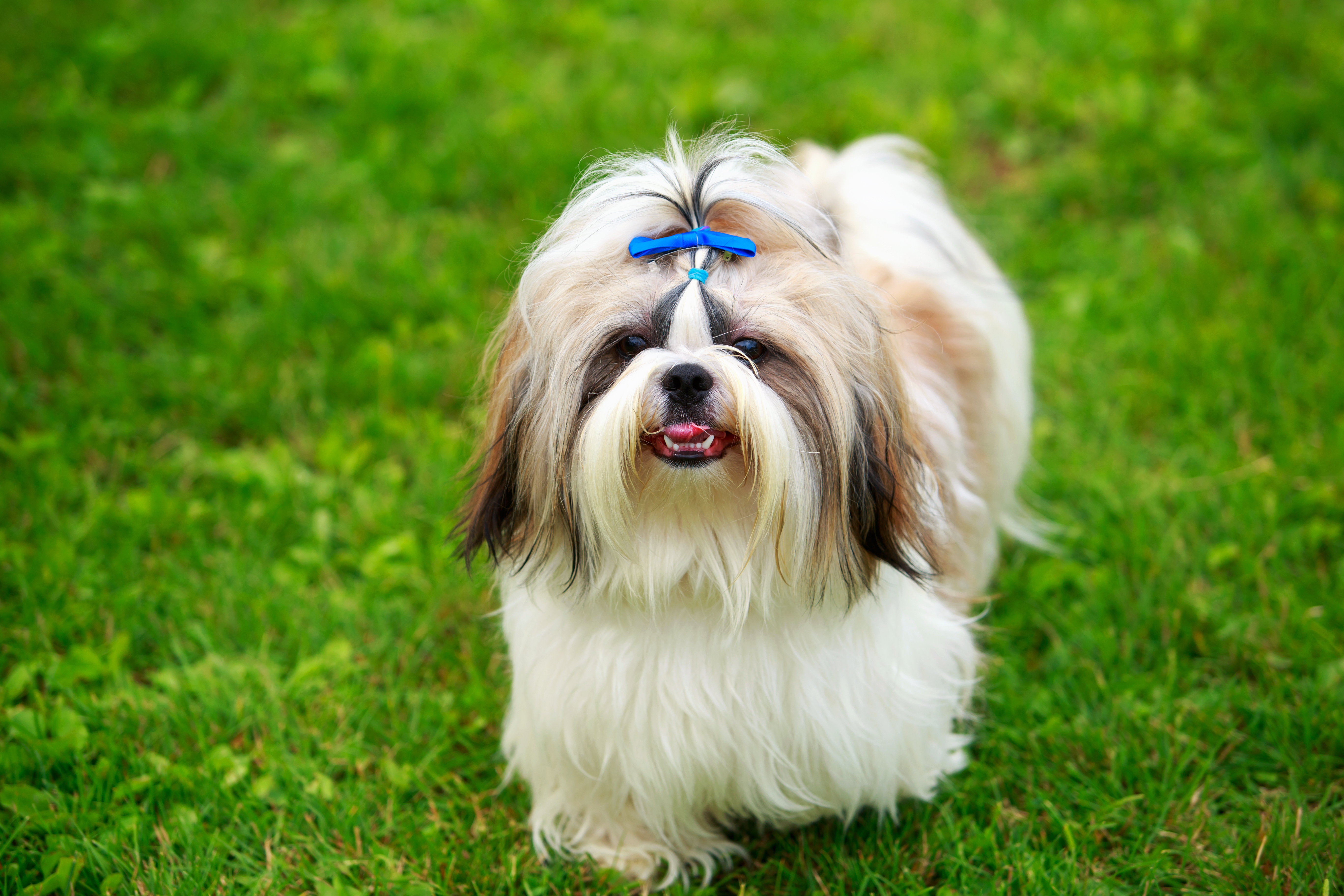 Shih Tzu, Nashville Vet