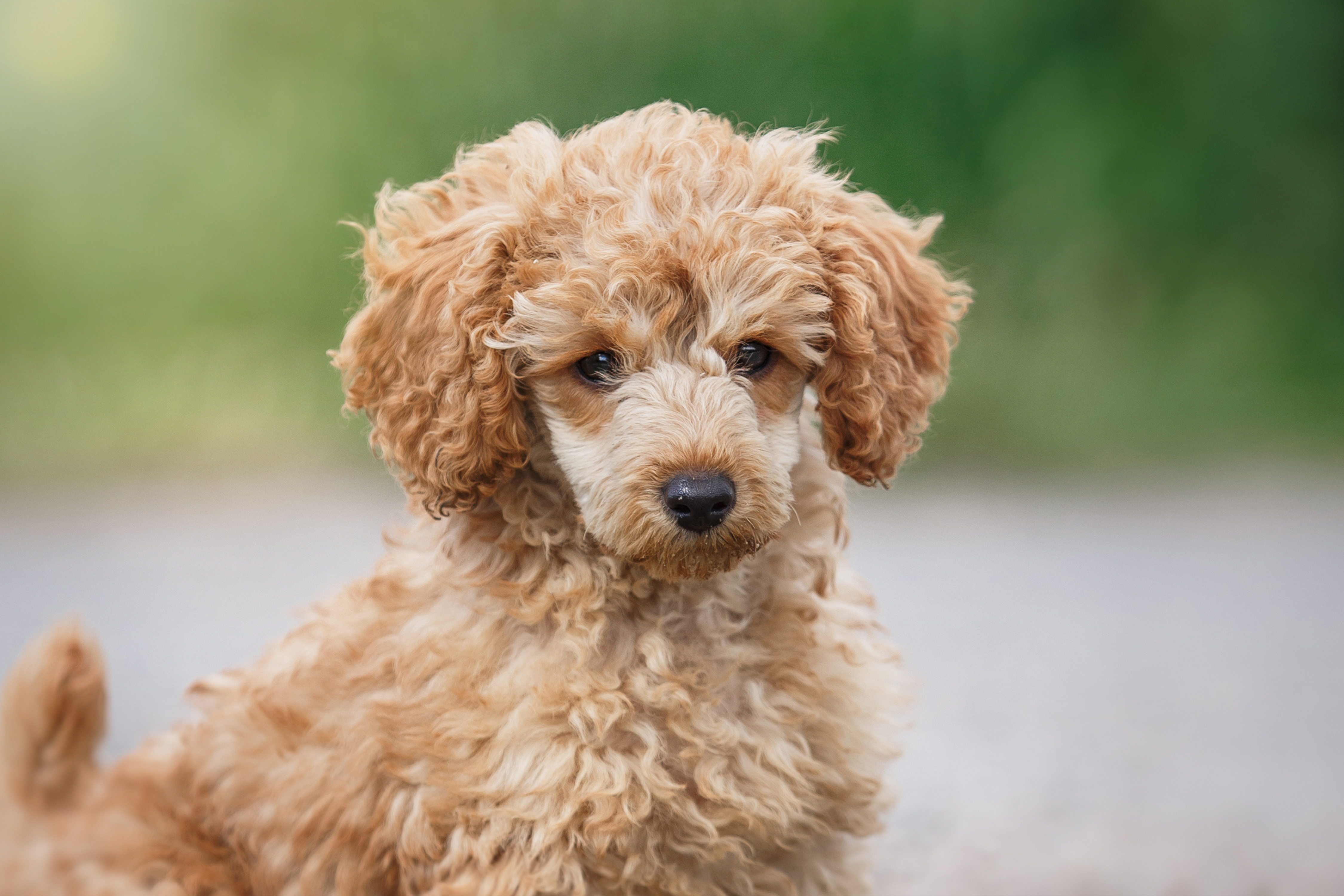 Toy Poodle, Nashville Vets