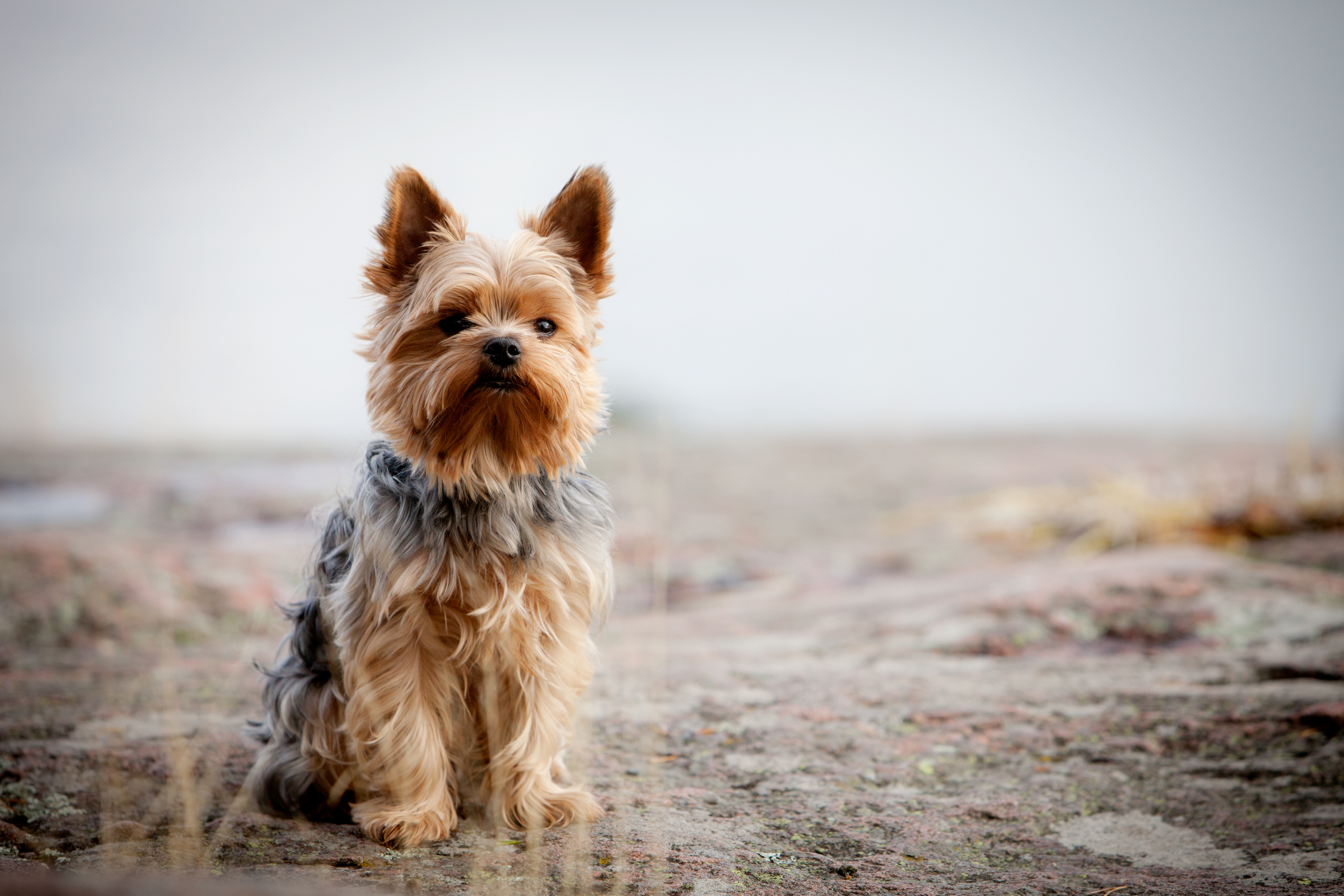 Yorkshire Terrier, Tennessee Vets