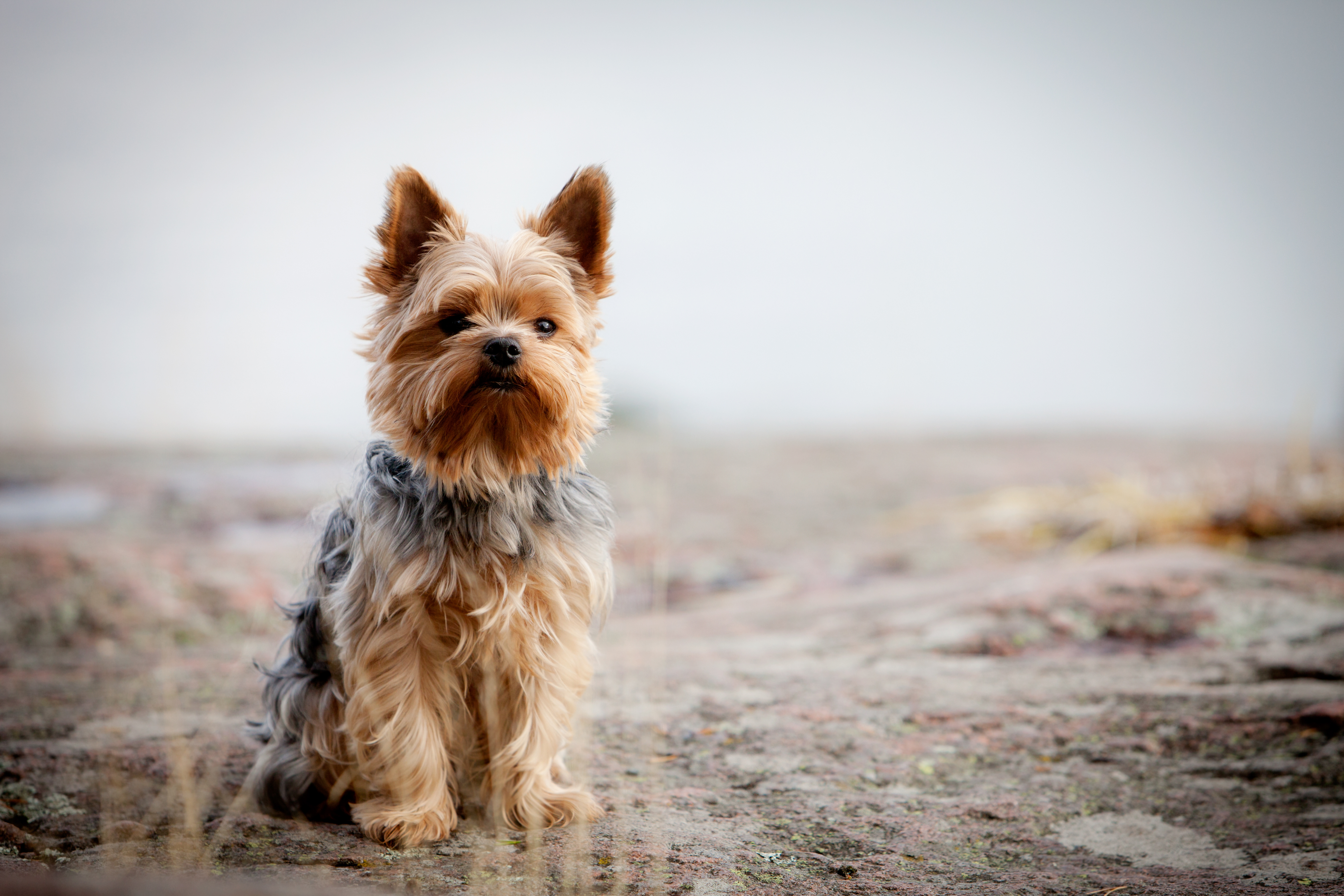 Yorkshire Terrier, Nashville Vets