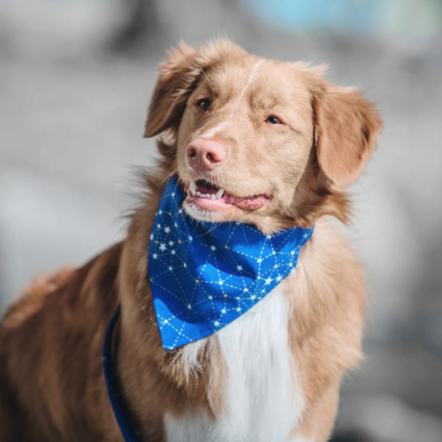 Belle Forest Animal Hospital in Nashville