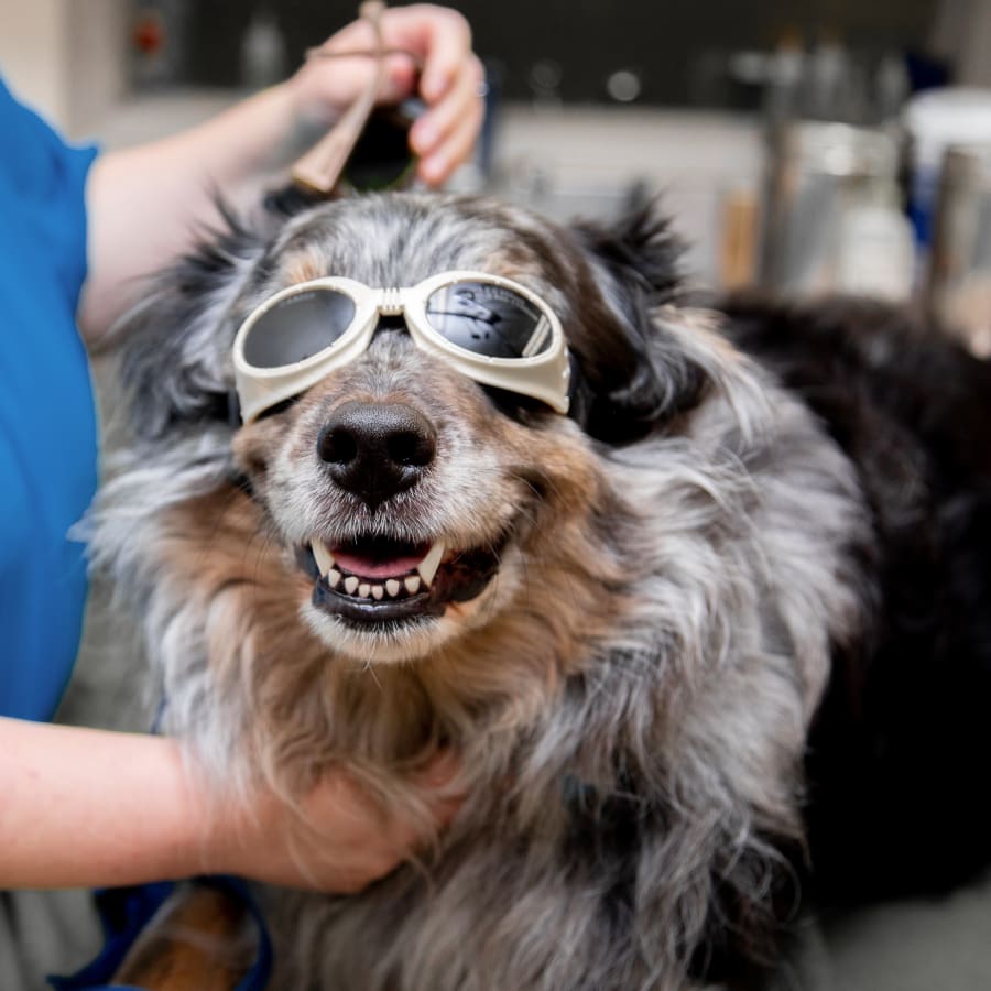 Veterinary Cold Laser Therapy
