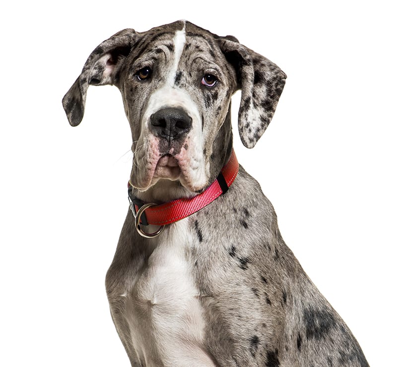 Giant Dogs, Belle Forest Animal Hospital